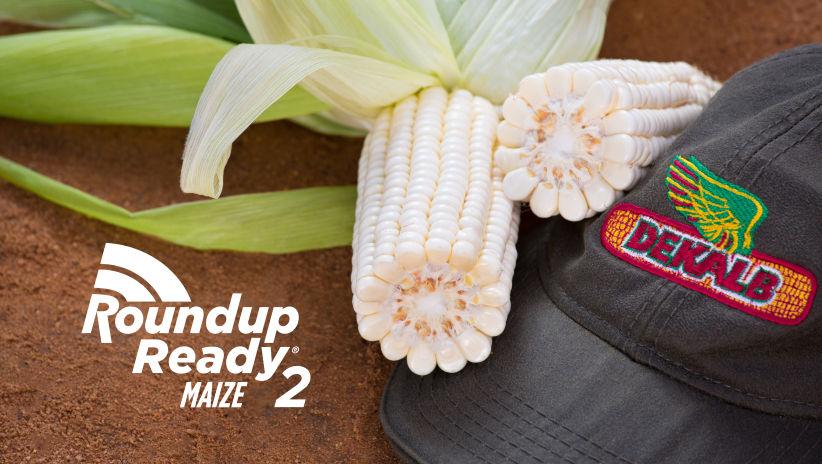 Roundup Ready Maize 2