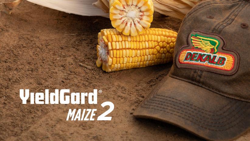 YieldGard MAIZE 2